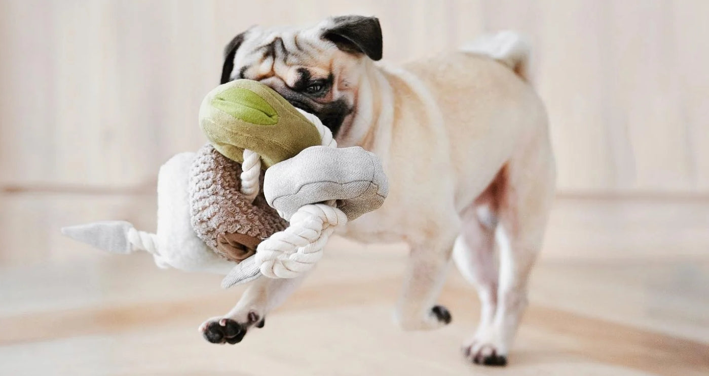 Dog Play