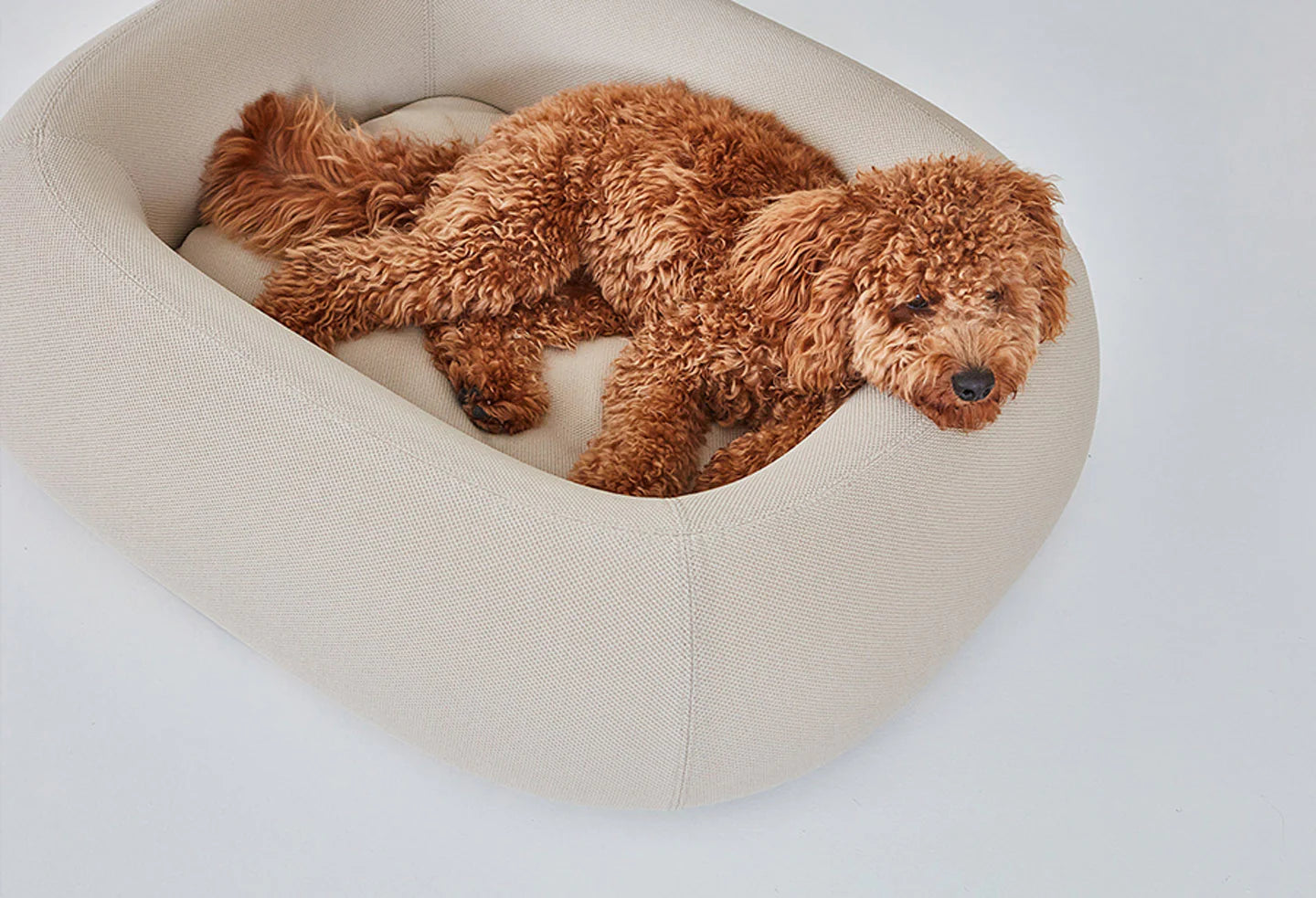 Dog Sleep