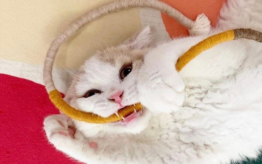 Cat Play