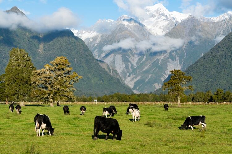 PNZ Pasture