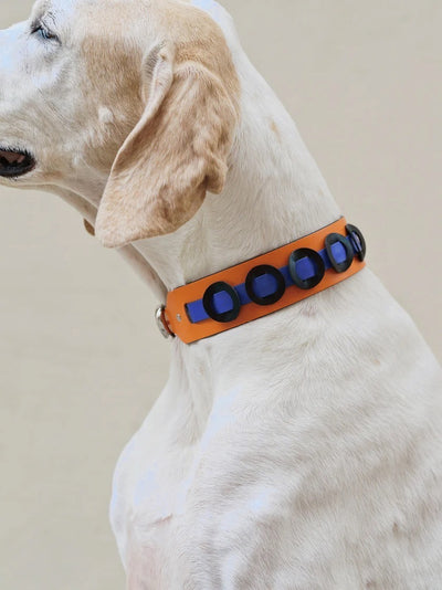 Galicia Dog Collar