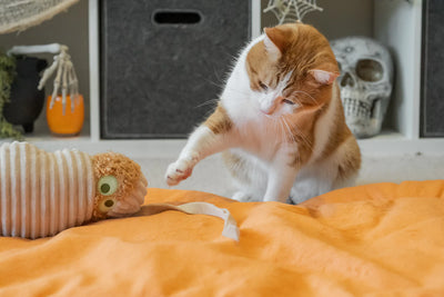 Feline Frenzy - Halloween Meow-my Toy