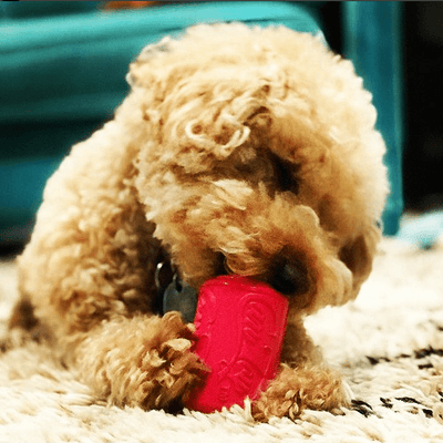 Puppy Can Toy