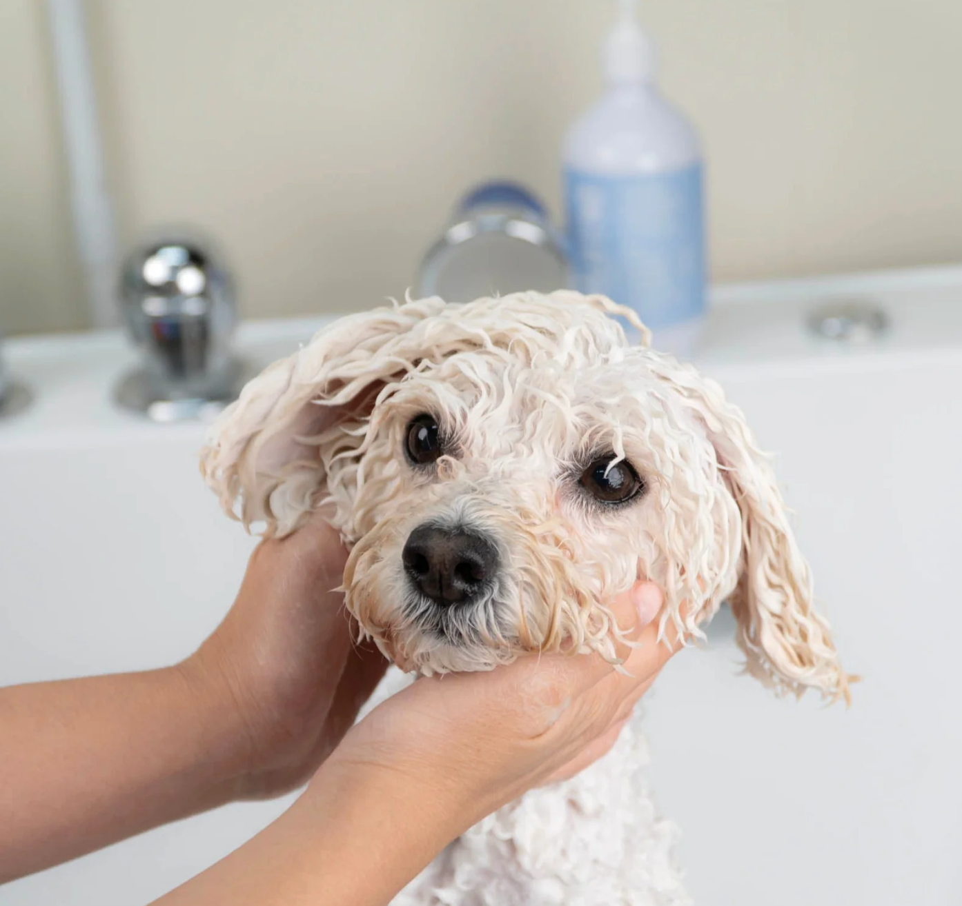 Is baby shampoo ok for puppies hot sale