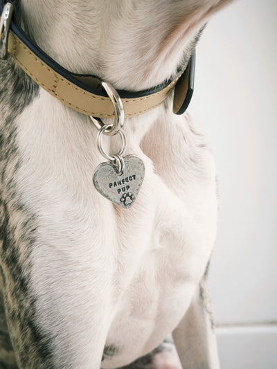 Pet ID Name Tag - PAWFECT PUP