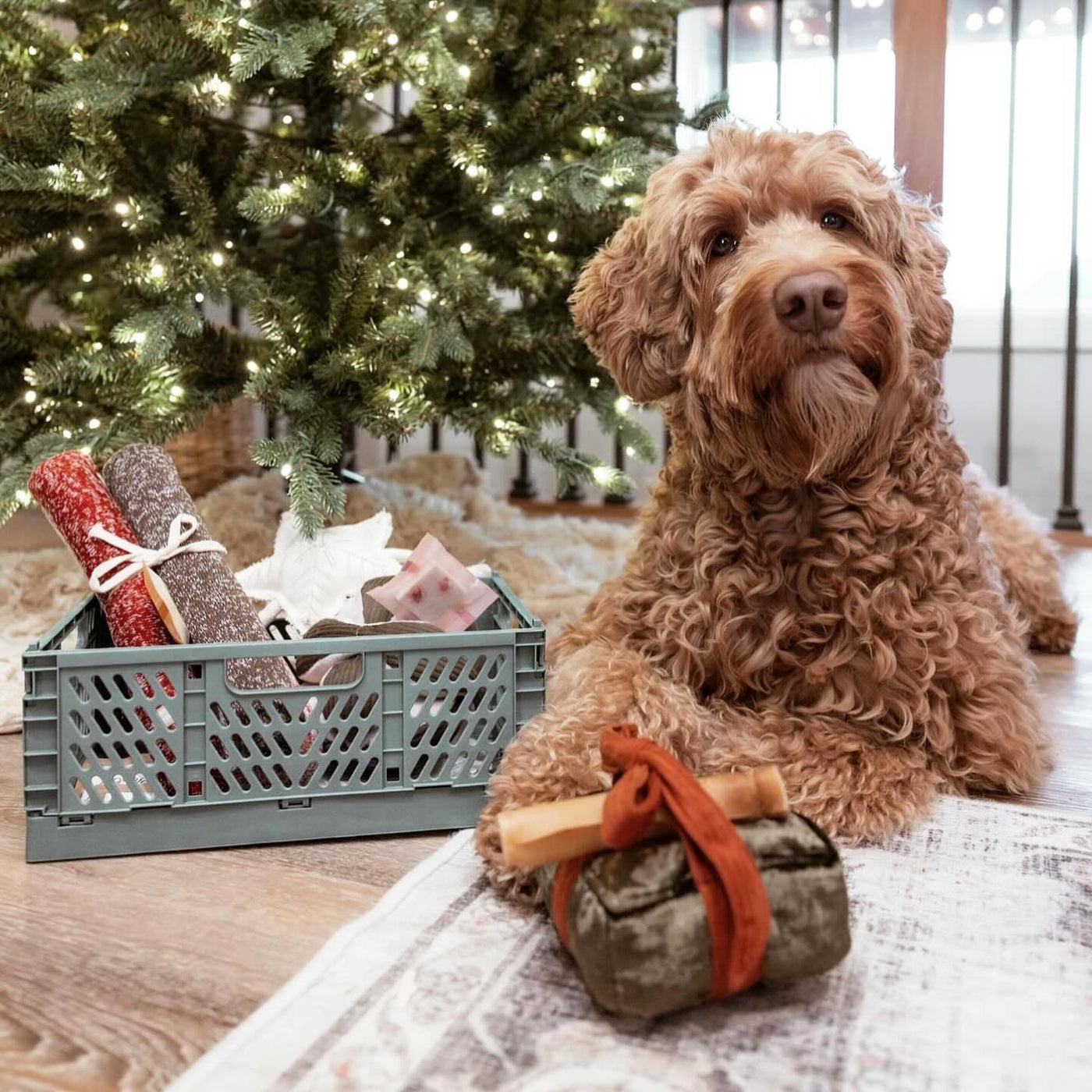 Holiday Box Dog Toy