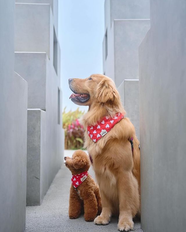 Bandanas - Nana