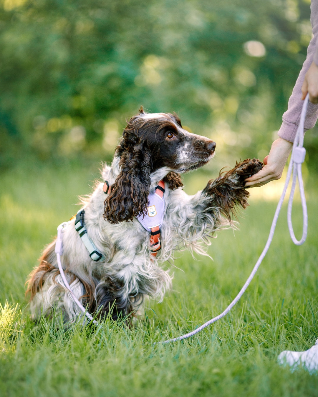 Rope Leash - Lavender