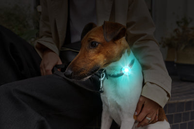 LED狗用安全發光燈