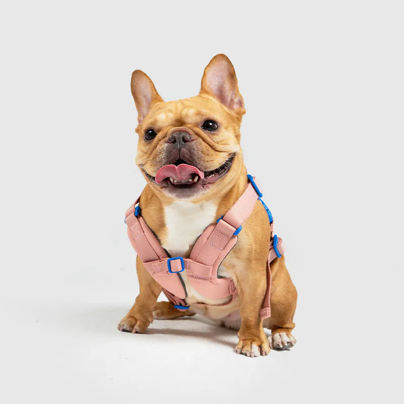 10TH YEAR - Harness