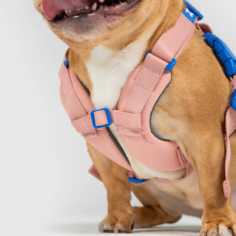 10TH YEAR - Harness