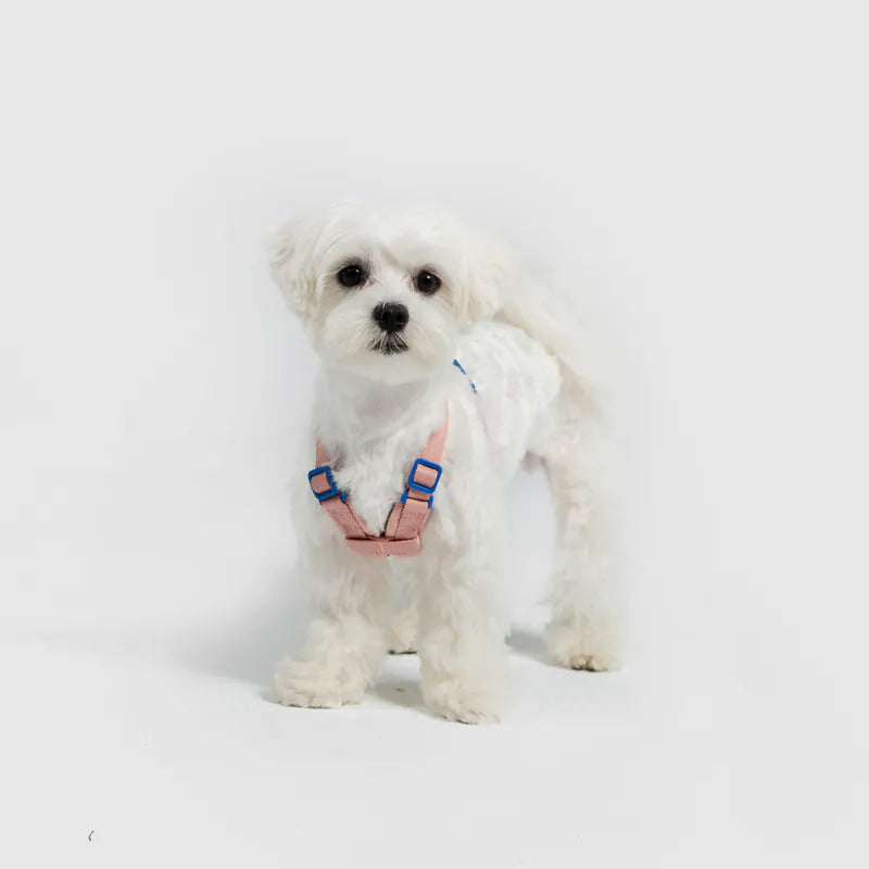 10TH YEAR - Harness