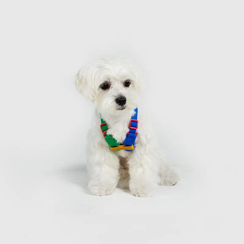 10TH YEAR - Harness