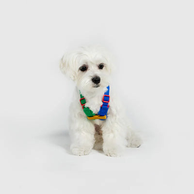 10TH YEAR - Harness