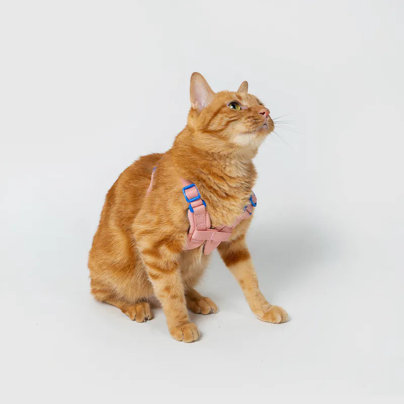 10TH YEAR - Harness