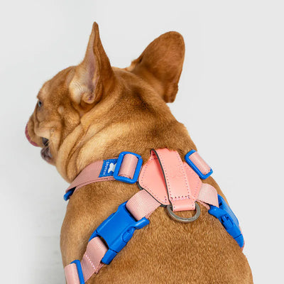10TH YEAR - Harness