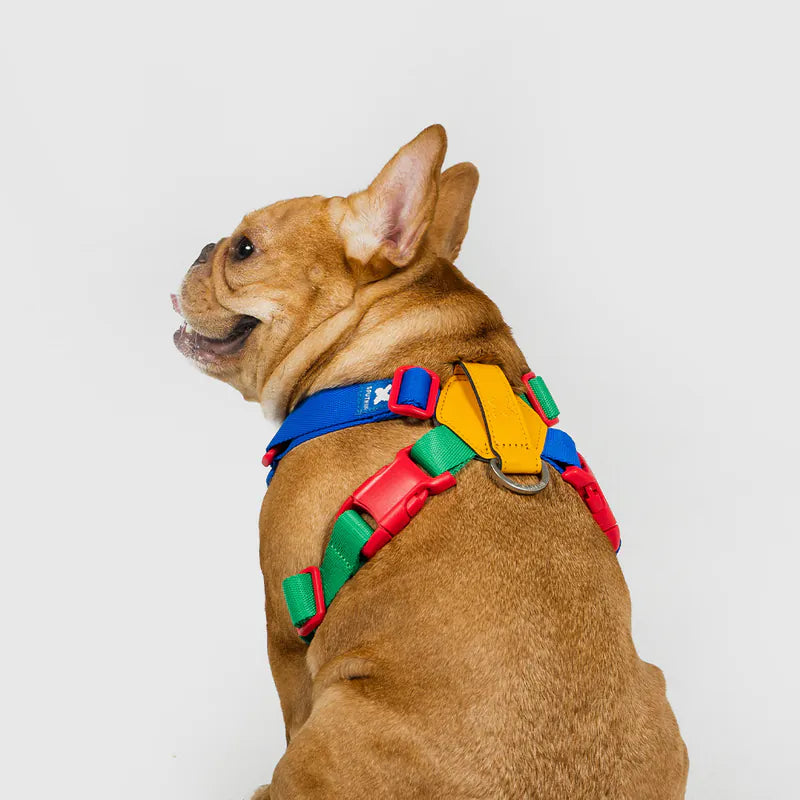 10TH YEAR - Harness