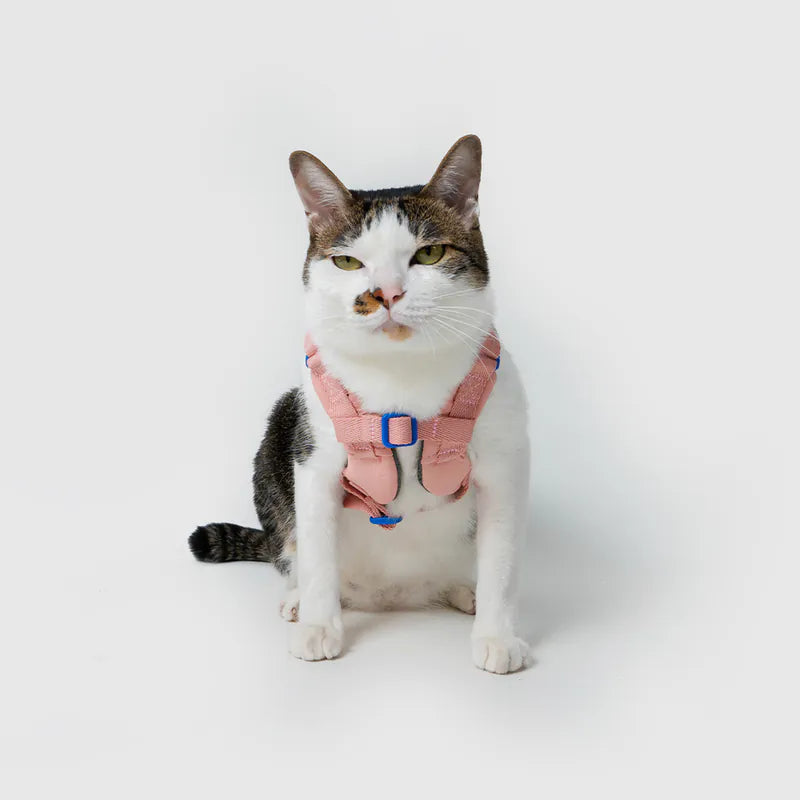 10TH YEAR - Harness
