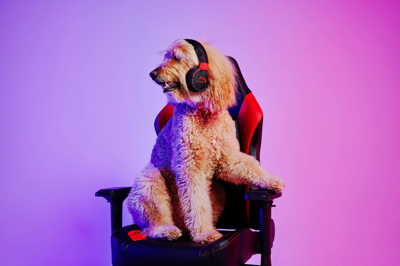 Dog Plush Toy -  P.L.A.Y. x HyperX - Headphone