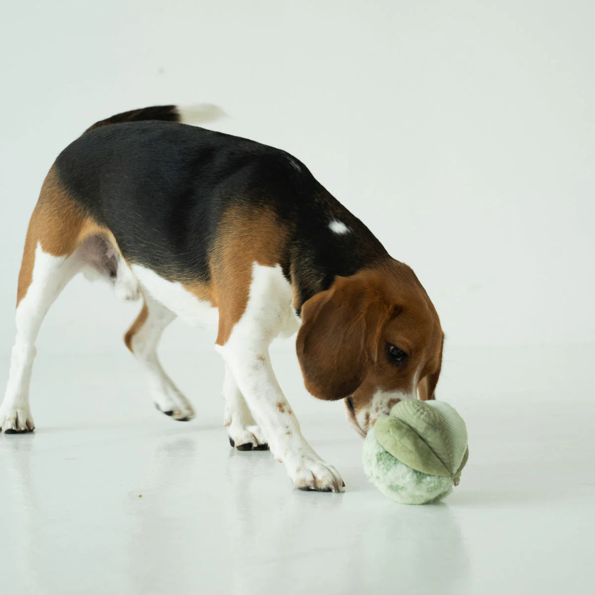 TOTO - ULTRASONIC Snuffle Ball