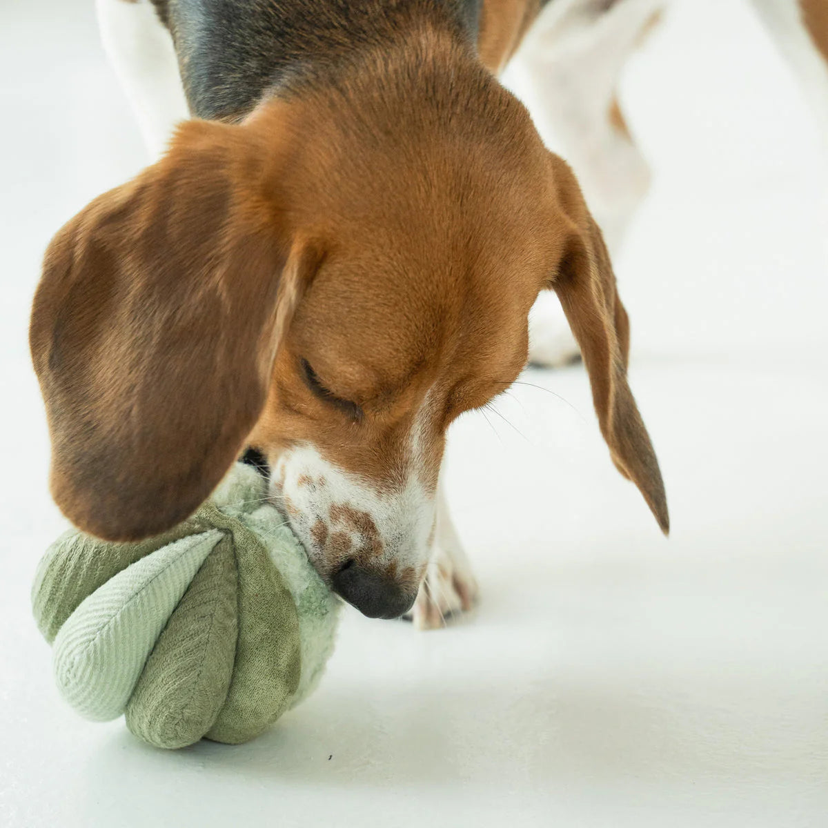 TOTO - ULTRASONIC Snuffle Ball