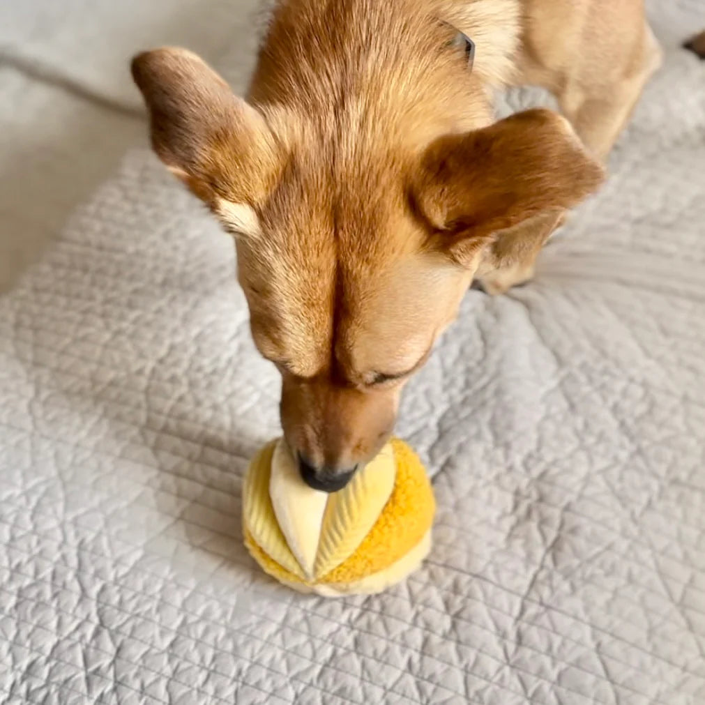 TOTO - ULTRASONIC Snuffle Ball