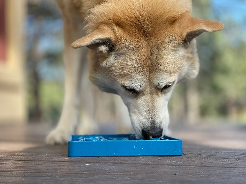 SP Waiting Dogs Enrichment Food Tray