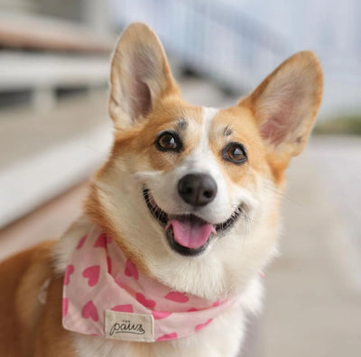 Bandanas - Miss Muffy