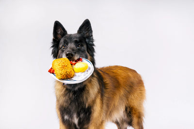 Dog Plush Toy - IHOP - Eggcellent Play Platter