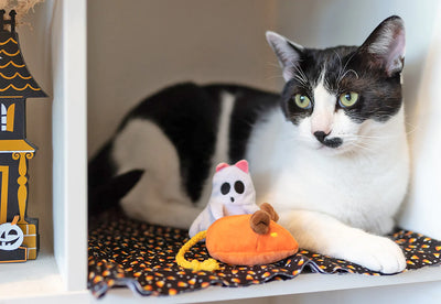 Feline Frenzy - Halloween Cat Toy - Boo Crew