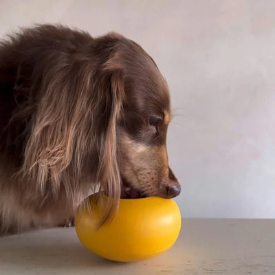 Lunoji Pebble - Dog Enrichment Toy