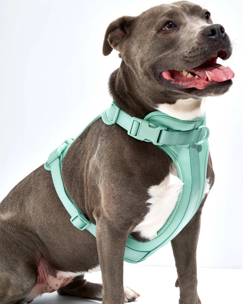 Wild One Comfort Dog Harness – Petisan