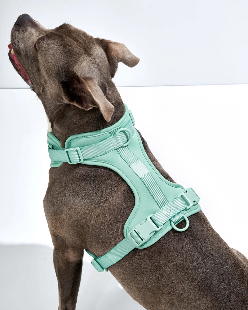 Hk dog harness hotsell