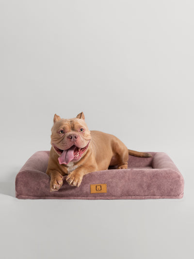 【PRE-ORDER】Bangkok Dog Bed