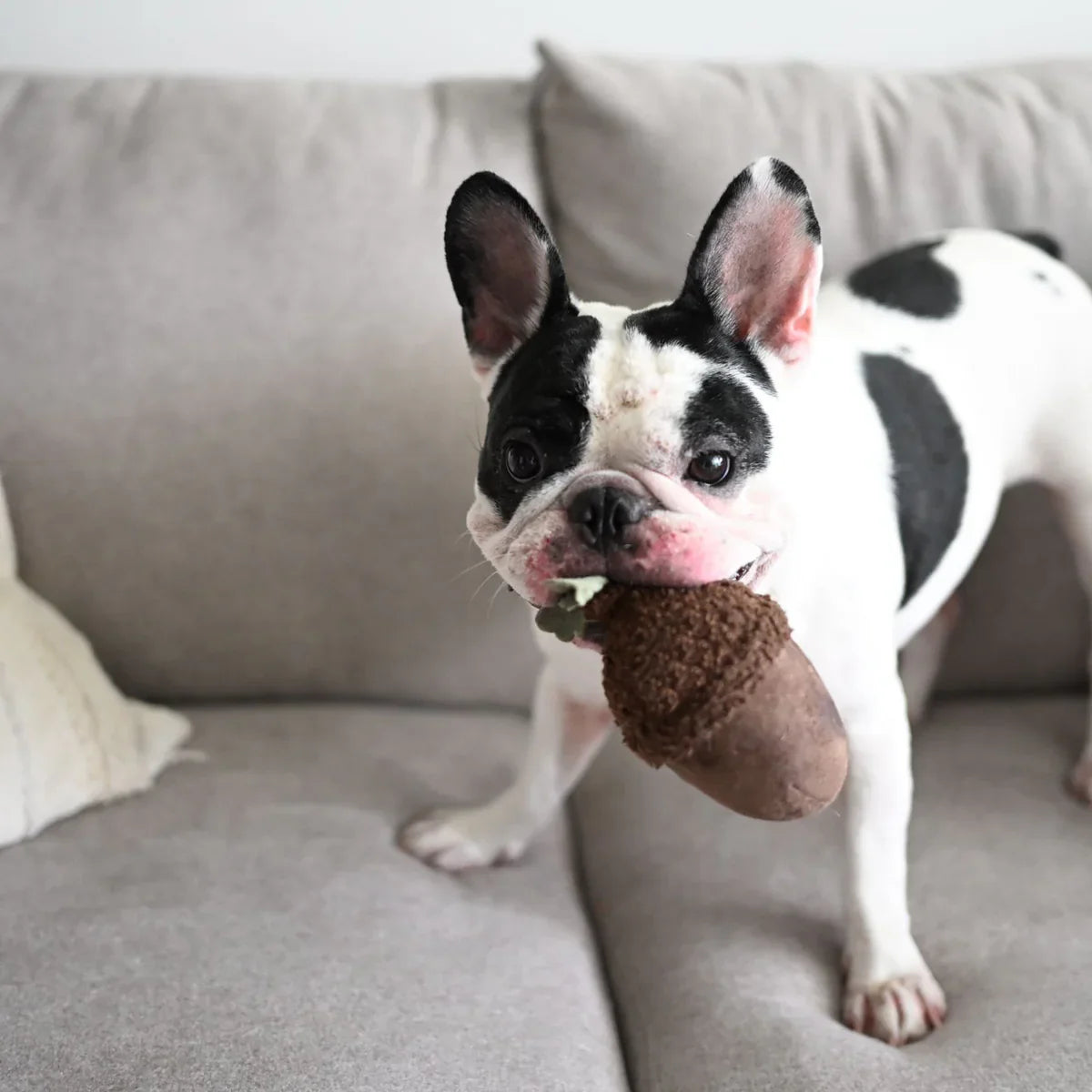 ACORN - Squeaky + Bouncy Toy