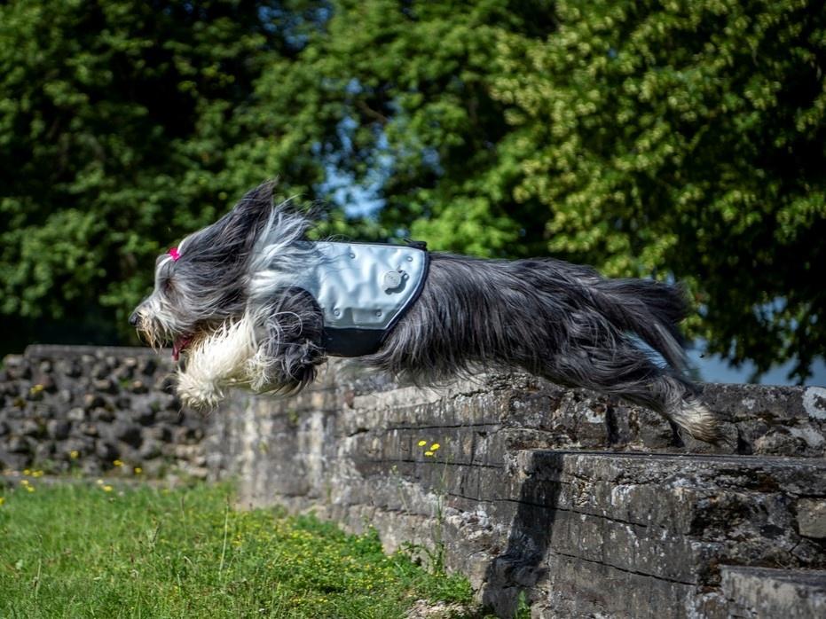 Dog Dry Cooling Vest (Up to 72 hrs)