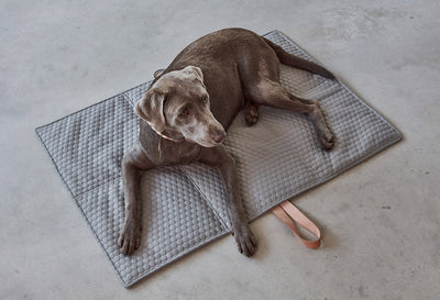 【PRE-ORDER】Cosmo Dog Travel Bed