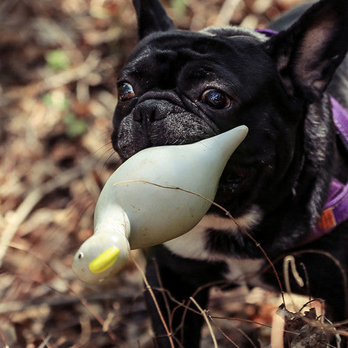 Extreme Dino Tanystropheus Rubber Dog Toy