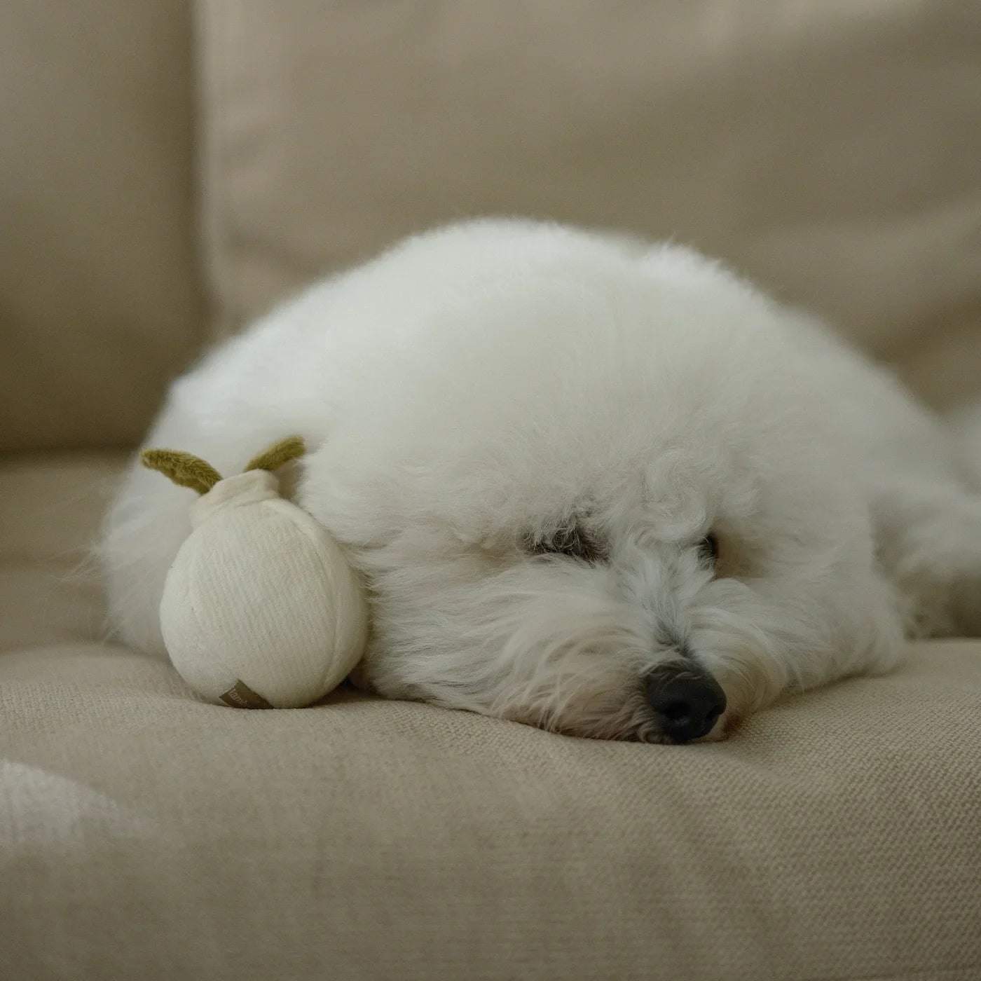 GARLIC POP bouncy + squeaky toy