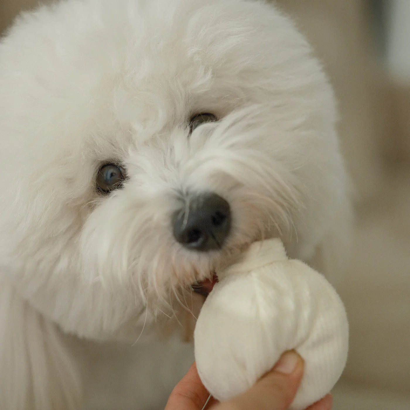 GARLIC POP bouncy + squeaky toy