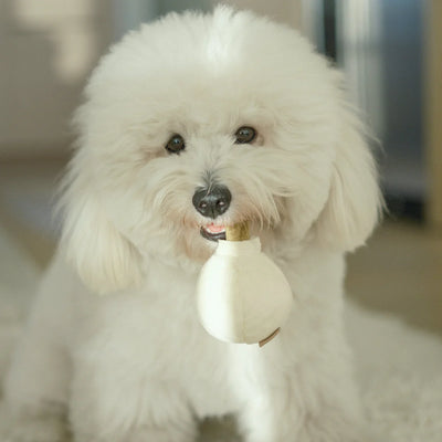 GARLIC POP bouncy + squeaky toy