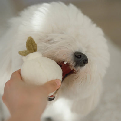 GARLIC POP bouncy + squeaky toy