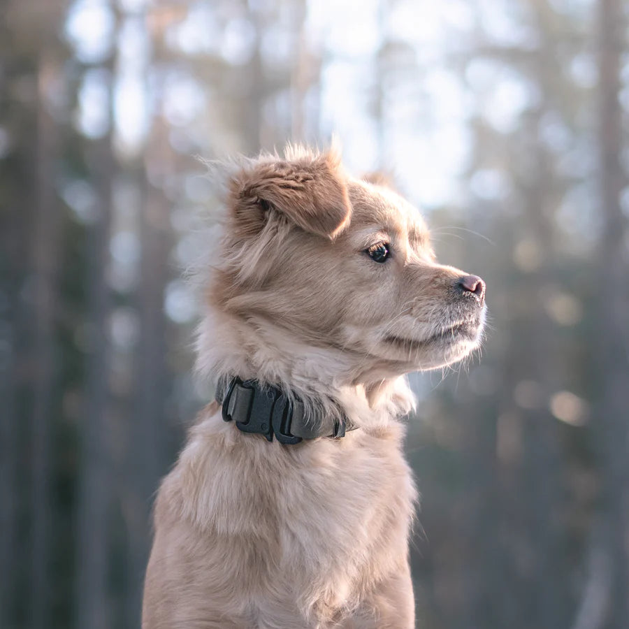 AVA Quick-release metal buckle collar