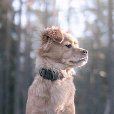 AVA Quick-release metal buckle collar