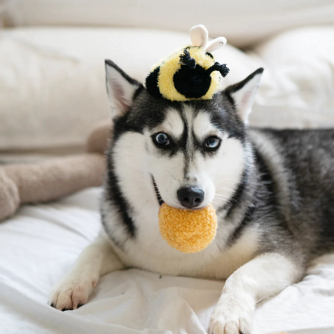 Bee Bug POP
