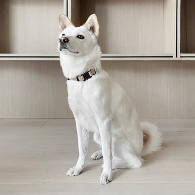 AVA Quick-release metal buckle collar