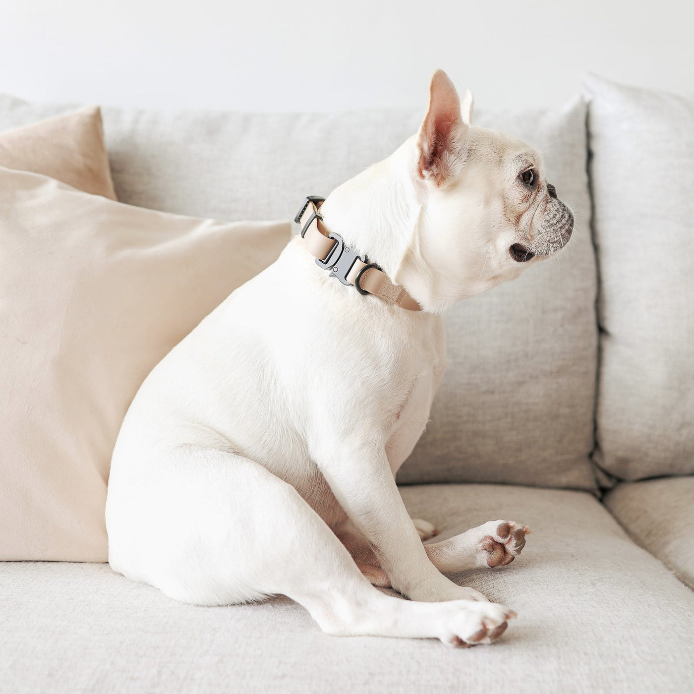 AVA Quick-release metal buckle collar