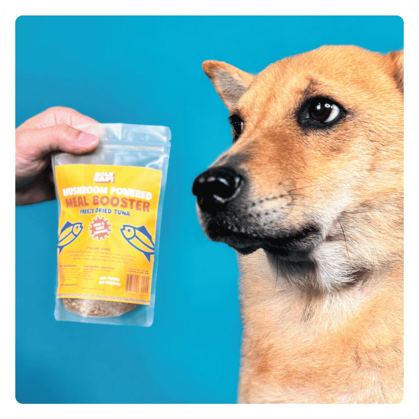 Big Bag Meal Boosters - Skin & Coat (Tuna)