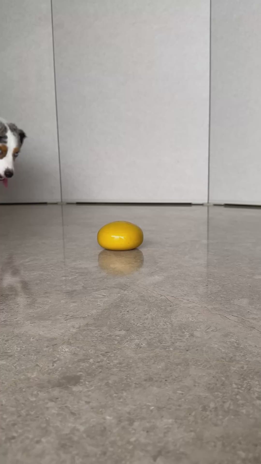 Lunoji Pebble - Dog Enrichment Toy