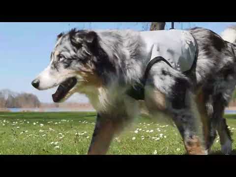 Dog Dry Cooling Vest (Up to 72 hrs)